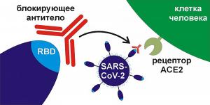 Новосибирские ученые работают с аналогом короновируса и экспериментально выявляют антитела, способные распознавать вирус и уничтожать его